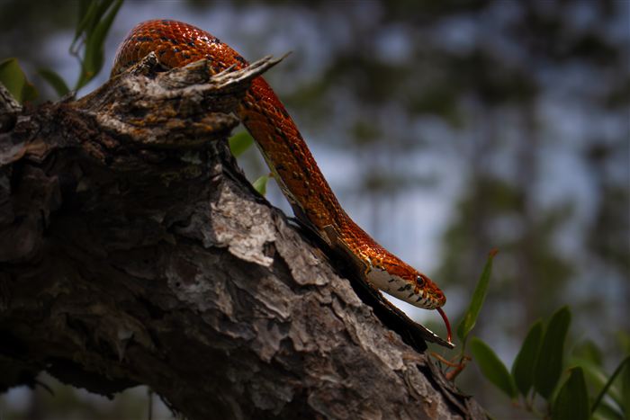 Okefenokee, photo 44 of 62