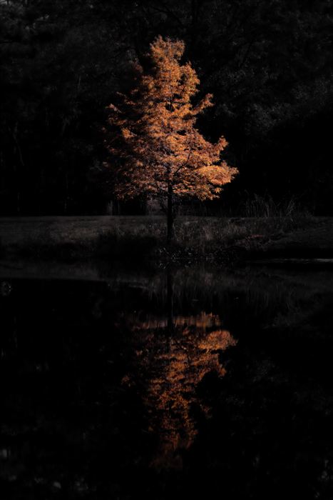 Okefenokee, photo 32 of 62