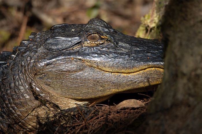 Okefenokee, photo 34 of 62