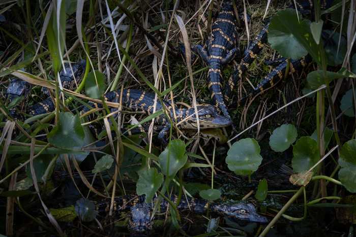 Okefenokee, photo 49 of 62