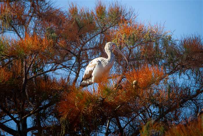 Okefenokee, photo 50 of 62