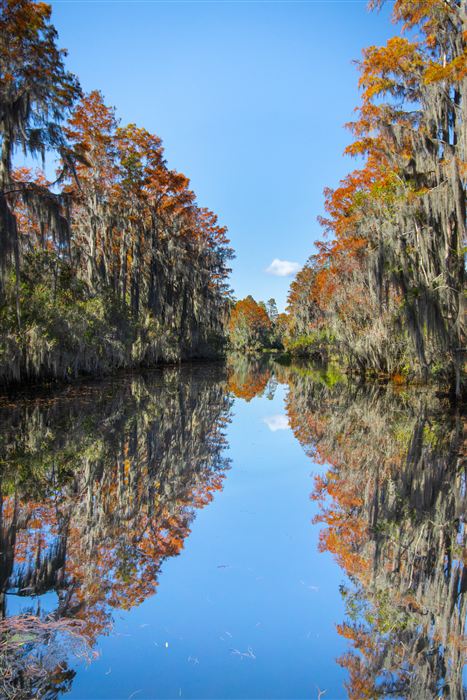 Okefenokee, photo 35 of 62