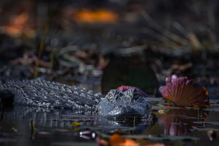 Okefenokee, photo 51 of 62