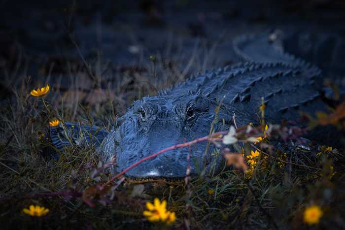 Okefenokee, photo 52 of 62