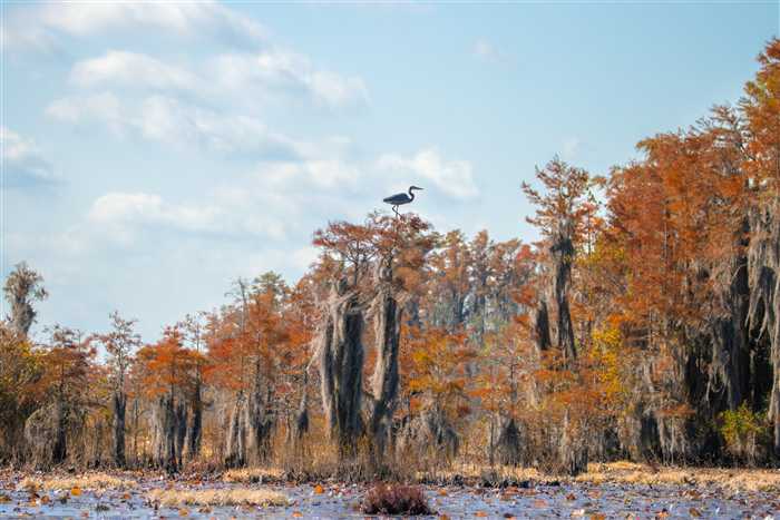 Okefenokee, photo 53 of 62