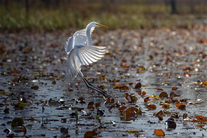 Okefenokee, photo 55 of 62