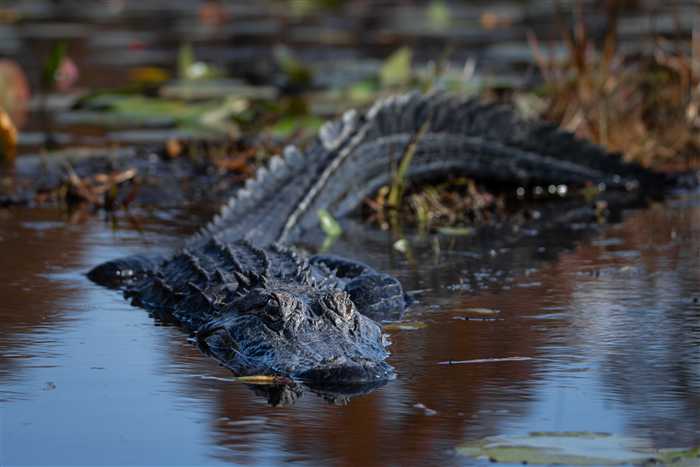 Okefenokee, photo 56 of 62
