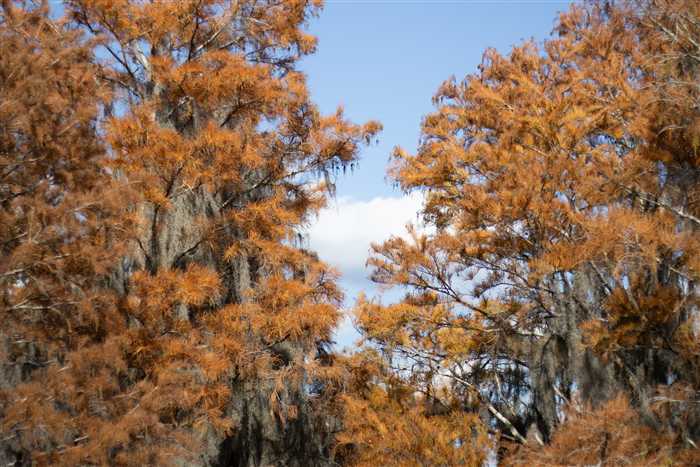 Okefenokee, photo 58 of 62
