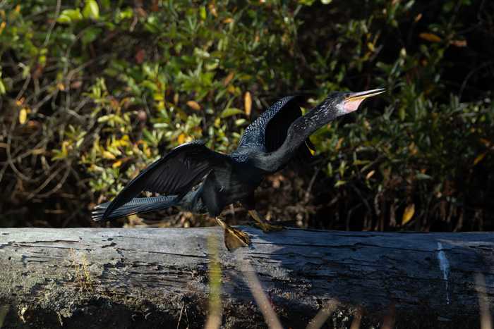 Okefenokee, photo 60 of 62